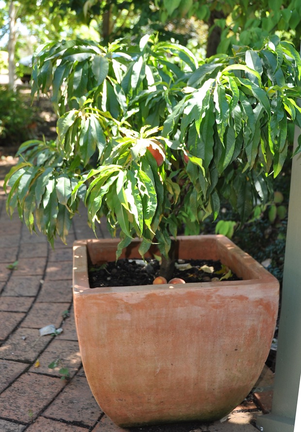 Potted Trixzie – a miniature fruit tree  of Pixzie cultivar